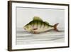 A Perch-E. Albin-Framed Giclee Print