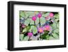 A Perfect Bloom Waterlily-null-Framed Art Print