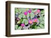 A Perfect Bloom Waterlily-null-Framed Art Print