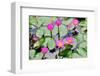 A Perfect Bloom Waterlily-null-Framed Art Print