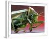 A Perished Locust-null-Framed Photographic Print