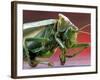 A Perished Locust-null-Framed Photographic Print