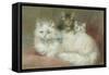 A Persian Cat and Her Kittens-Maud D. Heaps-Framed Stretched Canvas