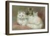 A Persian Cat and Her Kittens-Maud D. Heaps-Framed Giclee Print