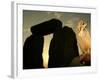 A Pet Owl Sits on a Stone-null-Framed Photographic Print