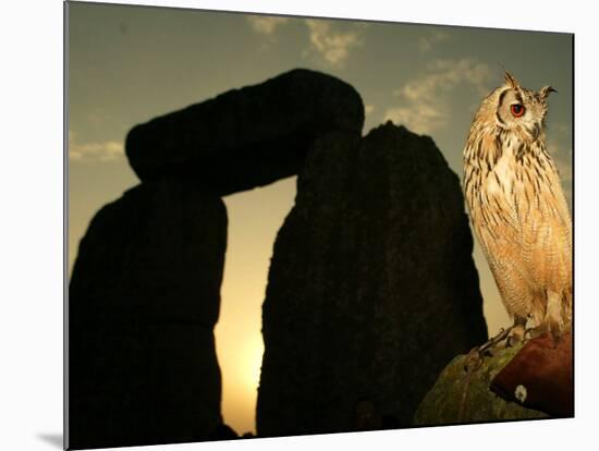 A Pet Owl Sits on a Stone-null-Mounted Photographic Print