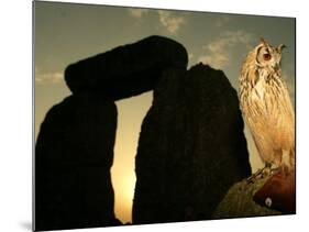 A Pet Owl Sits on a Stone-null-Mounted Photographic Print