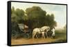 A Phaeton with a Pair of Cream Ponies in the Charge of a Stable-Lad, C.1780-5 (Oil on Panel)-George Stubbs-Framed Stretched Canvas