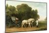 A Phaeton with a Pair of Cream Ponies in the Charge of a Stable-Lad, C.1780-5 (Oil on Panel)-George Stubbs-Mounted Giclee Print