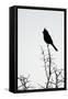 A Phainopepla in Silhouette in the Southern California Desert-Neil Losin-Framed Stretched Canvas