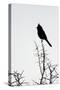 A Phainopepla in Silhouette in the Southern California Desert-Neil Losin-Stretched Canvas