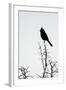 A Phainopepla in Silhouette in the Southern California Desert-Neil Losin-Framed Photographic Print