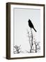 A Phainopepla in Silhouette in the Southern California Desert-Neil Losin-Framed Photographic Print