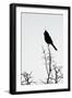 A Phainopepla in Silhouette in the Southern California Desert-Neil Losin-Framed Photographic Print