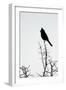 A Phainopepla in Silhouette in the Southern California Desert-Neil Losin-Framed Photographic Print