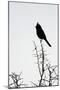 A Phainopepla in Silhouette in the Southern California Desert-Neil Losin-Mounted Photographic Print