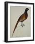 A Pheasant (Phasianus Colchicus)-Christopher Atkinson-Framed Giclee Print