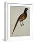 A Pheasant (Phasianus Colchicus)-Christopher Atkinson-Framed Giclee Print