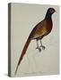 A Pheasant (Phasianus Colchicus)-Christopher Atkinson-Stretched Canvas