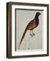 A Pheasant (Phasianus Colchicus)-Christopher Atkinson-Framed Giclee Print