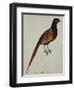 A Pheasant (Phasianus Colchicus)-Christopher Atkinson-Framed Giclee Print