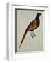 A Pheasant (Phasianus Colchicus)-Christopher Atkinson-Framed Giclee Print