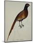 A Pheasant (Phasianus Colchicus)-Christopher Atkinson-Mounted Giclee Print