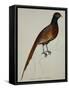 A Pheasant (Phasianus Colchicus)-Christopher Atkinson-Framed Stretched Canvas