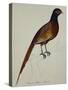 A Pheasant (Phasianus Colchicus)-Christopher Atkinson-Stretched Canvas