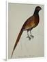 A Pheasant (Phasianus Colchicus)-Christopher Atkinson-Framed Giclee Print