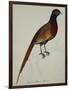 A Pheasant (Phasianus Colchicus)-Christopher Atkinson-Framed Giclee Print