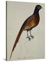 A Pheasant (Phasianus Colchicus)-Christopher Atkinson-Stretched Canvas