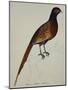 A Pheasant (Phasianus Colchicus)-Christopher Atkinson-Mounted Giclee Print