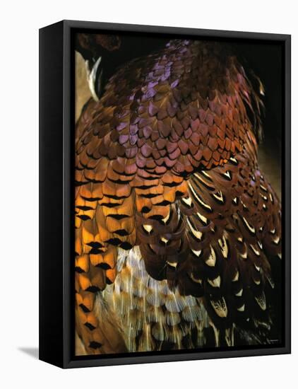 A Pheasant with Colourful Feathers-Nicolas Leser-Framed Stretched Canvas