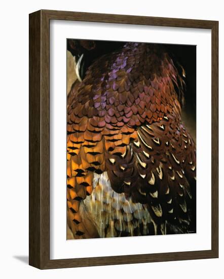 A Pheasant with Colourful Feathers-Nicolas Leser-Framed Photographic Print