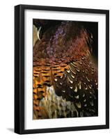 A Pheasant with Colourful Feathers-Nicolas Leser-Framed Photographic Print