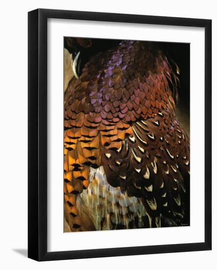 A Pheasant with Colourful Feathers-Nicolas Leser-Framed Photographic Print
