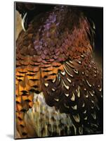 A Pheasant with Colourful Feathers-Nicolas Leser-Mounted Photographic Print