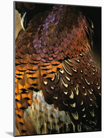 A Pheasant with Colourful Feathers-Nicolas Leser-Mounted Photographic Print