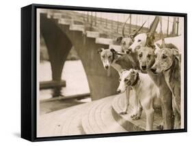 A Photograph of Six Greyhounds, Mainly their Heads, Taken at Wembley Stadium-null-Framed Stretched Canvas