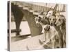 A Photograph of Six Greyhounds, Mainly their Heads, Taken at Wembley Stadium-null-Stretched Canvas