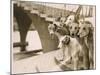 A Photograph of Six Greyhounds, Mainly their Heads, Taken at Wembley Stadium-null-Mounted Photographic Print