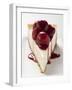 A Piece of Cheesecake with Cherry Sauce-null-Framed Photographic Print