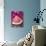 A Piece of Watermelon-Sara Jones-Photographic Print displayed on a wall