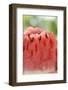 A Piece of Watermelon-Foodcollection-Framed Photographic Print