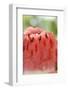 A Piece of Watermelon-Foodcollection-Framed Photographic Print