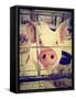 A Pig at a Local Fair-graphicphoto-Framed Stretched Canvas