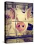 A Pig at a Local Fair-graphicphoto-Stretched Canvas