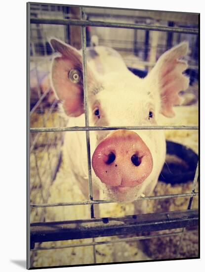 A Pig at a Local Fair-graphicphoto-Mounted Photographic Print