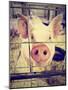 A Pig at a Local Fair-graphicphoto-Mounted Photographic Print